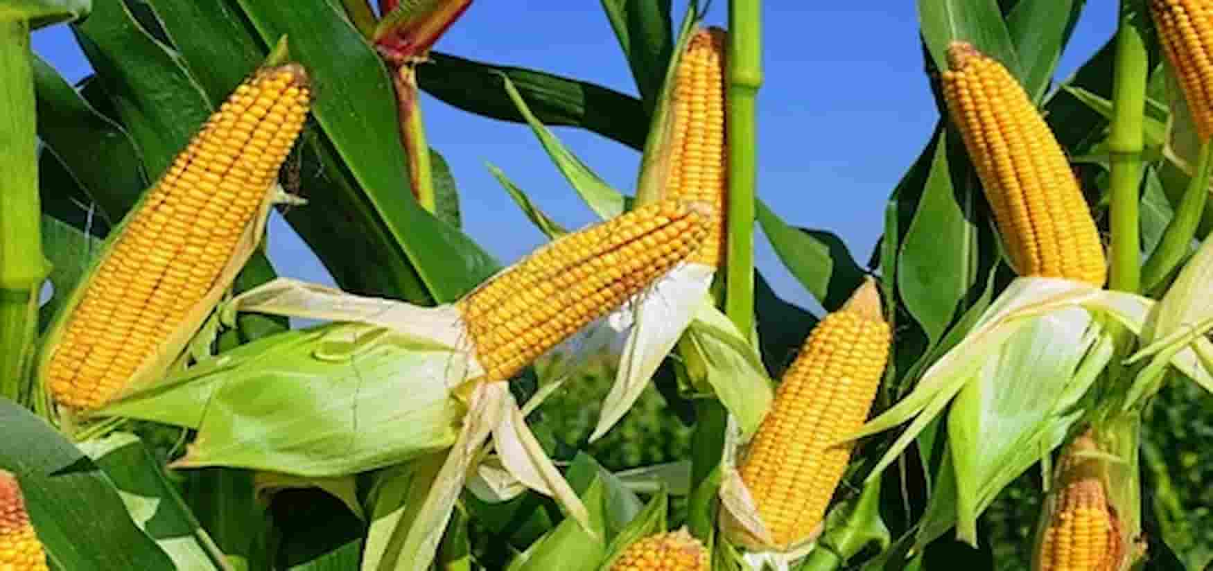 کنسرو ذرت و لوبیا با دانه های رنگارنگ و مواد اولیه تازه